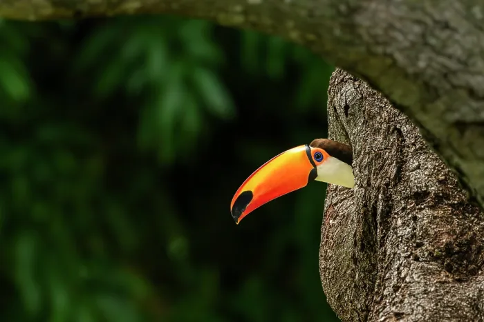 Framed Print : Toco toucan (Ramphastos toco) peering out of nest hole, Refugio Ecologico Caiman, Mato Grosso do Sul, Pantanal, Brazil Framed Print : Toco toucan (Ramphastos toco) peering out of nest hole, Refugio Ecologico Caiman, Mato Grosso do Sul, Pantanal, Brazil