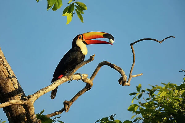 Toco toucan (Ramphastos toco) perched on branch, holding egg in its bill before swallowing it, Pantanal, Brazil