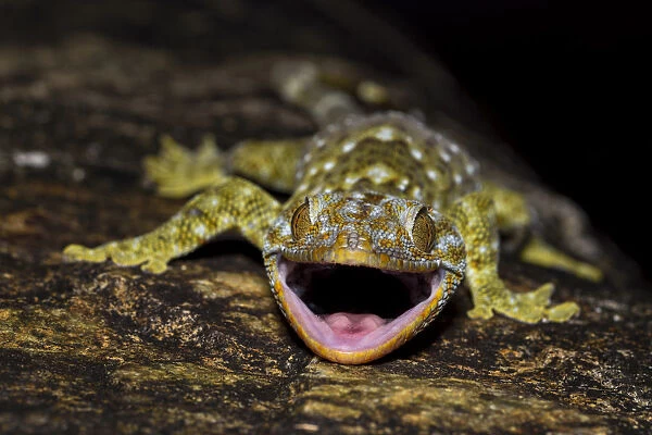 Tokay gecko (Gekko gecko) Pat Sin Leng Country Park, New Territory, Hong Kong, China
