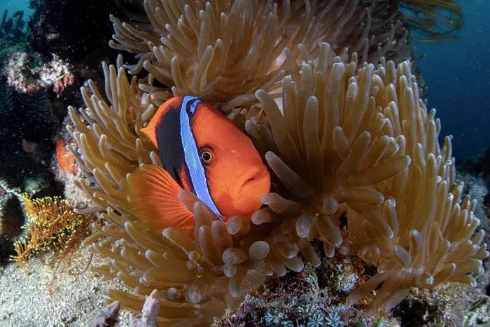 Framed Print : Tomato anemonefish (Amphiprion frenatus) resting amongst tentacles of Magnificent sea anemone (Heteractis magnifica), Batangas marine protected area, Luzon, Philippines Framed Print : Tomato anemonefish (Amphiprion frenatus) resting amongst tentacles of Magnificent sea anemone (Heteractis magnifica), Batangas marine protected area, Luzon, Philippines
