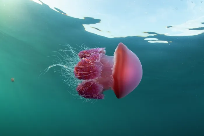 Framed Print : Tomato jellyfish (Crambione mastigophora) drifting close to the surface, Kei Islands, Moluccas, Indonesia, Pacific Ocean Framed Print : Tomato jellyfish (Crambione mastigophora) drifting close to the surface, Kei Islands, Moluccas, Indonesia, Pacific Ocean