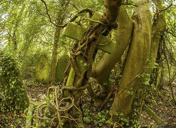 Tombstone being strangled by ivy in Arnos Vale Cemetery, now disused