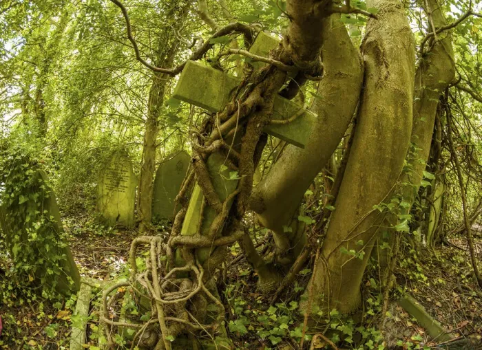 Framed Print : Tombstone being strangled by ivy in Arnos Vale Cemetery, now disused Framed Print : Tombstone being strangled by ivy in Arnos Vale Cemetery, now disused