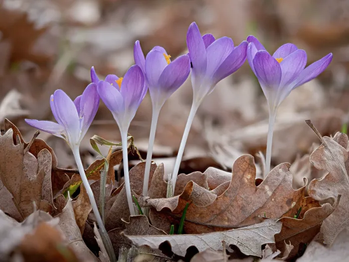 Framed Print : Tommasini's crocus (Crocus tommasinianus) in flower among dried leaves in garden, Podere Montecucco, Orvieto, Umbria, Italy. February Framed Print : Tommasini's crocus (Crocus tommasinianus) in flower among dried leaves in garden, Podere Montecucco, Orvieto, Umbria, Italy. February