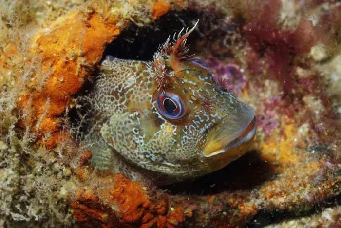 Framed Print : Tompot blenny (Parablennius gattorugine), Swanage, Dorset, England, UK, May Framed Print : Tompot blenny (Parablennius gattorugine), Swanage, Dorset, England, UK, May
