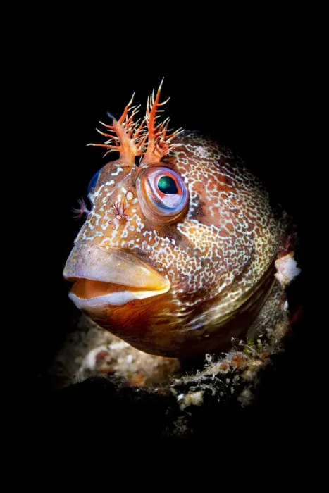 Framed Print : Tompot blenny (Parablennius gattorugine) illuminated by a snooted flash Framed Print : Tompot blenny (Parablennius gattorugine) illuminated by a snooted flash
