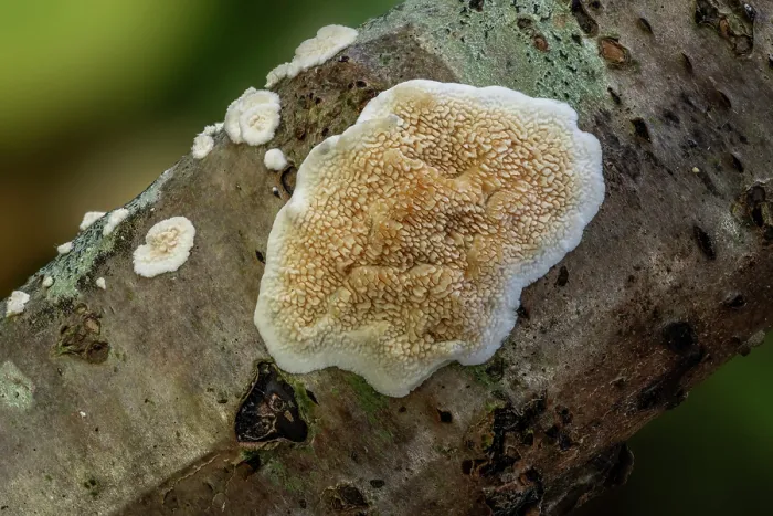 Framed Print : Toothed crust fungus (Basidioradulum radula) growing on a decaying branch, Loughgall Country Park, County Armagh, Northern Ireland, UK. November Framed Print : Toothed crust fungus (Basidioradulum radula) growing on a decaying branch, Loughgall Country Park, County Armagh, Northern Ireland, UK. November