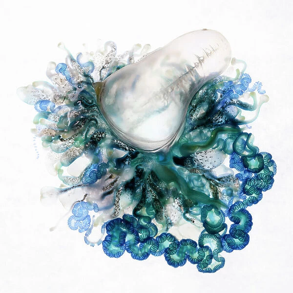 Top-down view of an Indo-Pacific Portuguese Man-of-War (Physalia utriculus). This is one of many thousands that were part of a mass stranding in South Africa. Atlantic ocean