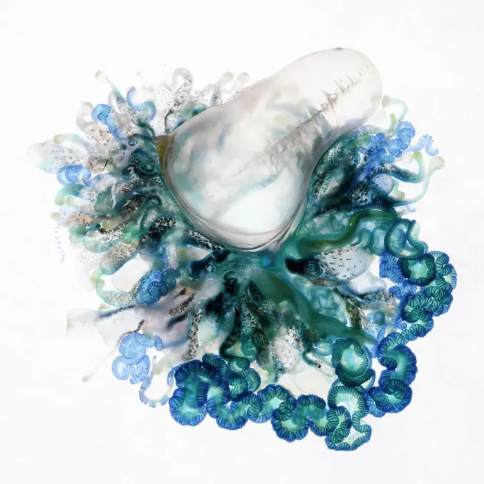 Framed Print : Top-down view of an Indo-Pacific Portuguese Man-of-War (Physalia utriculus). This is one of many thousands that were part of a mass stranding in South Africa. Atlantic ocean Framed Print : Top-down view of an Indo-Pacific Portuguese Man-of-War (Physalia utriculus). This is one of many thousands that were part of a mass stranding in South Africa. Atlantic ocean