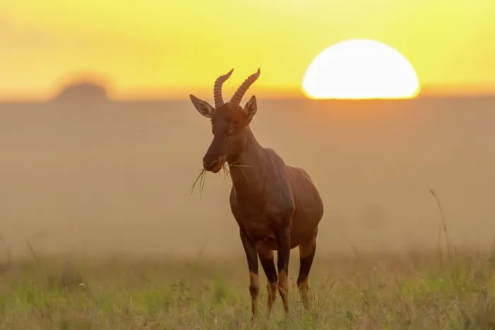 Framed Print : Topi (Damaliscus korrigum) grazing in the savanna at sunrise, Masai Mara National Reserve, Kenya Framed Print : Topi (Damaliscus korrigum) grazing in the savanna at sunrise, Masai Mara National Reserve, Kenya