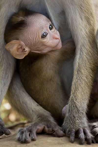 Toque Macaque (Macaca sinica) baby peering through mothers legs, Yala National Park
