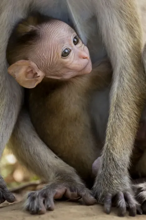 Framed Print : Toque Macaque (Macaca sinica) baby peering through mothers legs, Yala National Park Framed Print : Toque Macaque (Macaca sinica) baby peering through mothers legs, Yala National Park