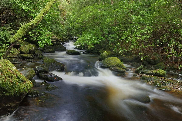 Torc River, Killarney National Park, County Kerry, Ireland