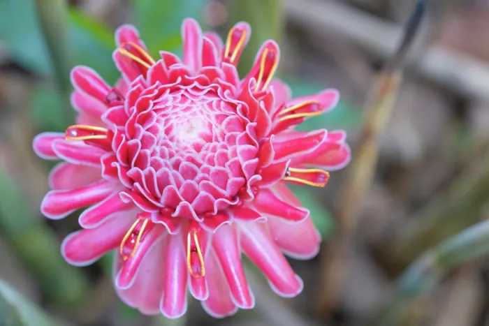 Framed Print : Torch ginger (Etlingera elatior) in flower, Munnar, Kerala, India Framed Print : Torch ginger (Etlingera elatior) in flower, Munnar, Kerala, India