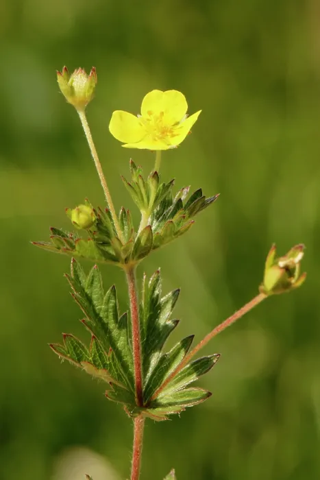 Framed Print : Tormentil (Potentilla erecta) flowering on coastal heathland, The Lizard, Cornwall, England, UK. June Framed Print : Tormentil (Potentilla erecta) flowering on coastal heathland, The Lizard, Cornwall, England, UK. June