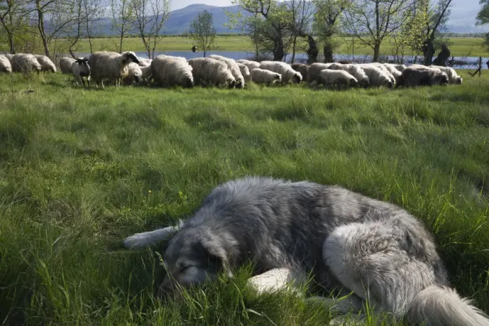 Framed Print : Tornjak mountain sheep dog resting near herd of sheep in a partially flooded area Framed Print : Tornjak mountain sheep dog resting near herd of sheep in a partially flooded area