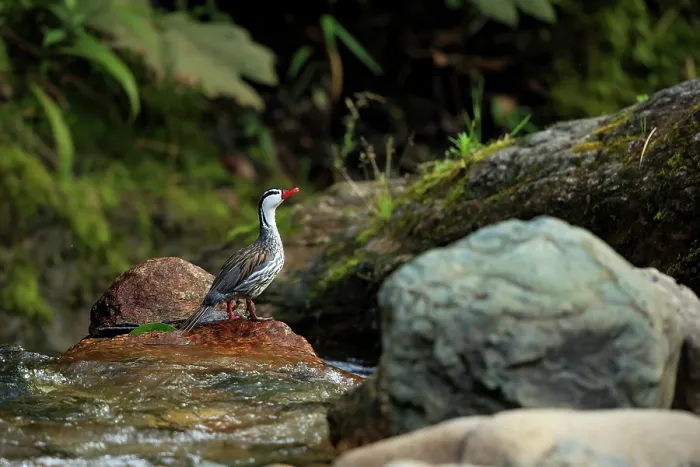 Framed Print : Torrent duck (Merganetta armata) male, standing on rock in the fast-flowing Rio Blanco river, Manizales, Colombia Framed Print : Torrent duck (Merganetta armata) male, standing on rock in the fast-flowing Rio Blanco river, Manizales, Colombia