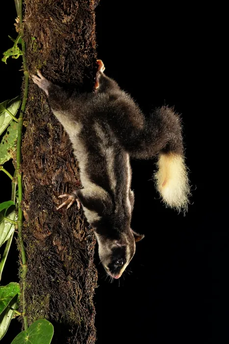 Framed Print : Torresian striped possum (Dactylopsila trivirgata) climbing down tree trunk at night, Wet Tropics World Heritage, Lake Eacham, Queensland, Australia Framed Print : Torresian striped possum (Dactylopsila trivirgata) climbing down tree trunk at night, Wet Tropics World Heritage, Lake Eacham, Queensland, Australia