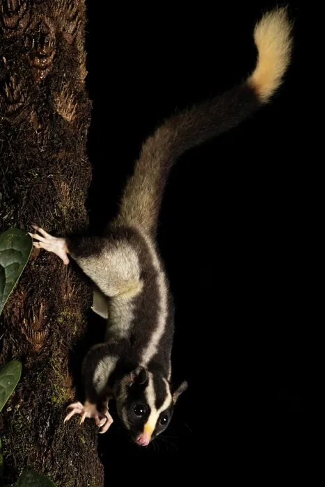 Framed Print : Torresian striped possum (Dactylopsila trivirgata) resting on tree trunk, Wet Tropics World Heritage, Lake Eacham, Queensland, Australia Framed Print : Torresian striped possum (Dactylopsila trivirgata) resting on tree trunk, Wet Tropics World Heritage, Lake Eacham, Queensland, Australia