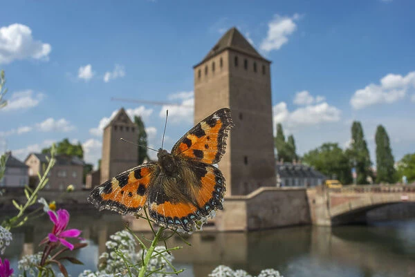Tortoisehell butterfly (Aglais urticae) with Ponts Couverts in distance, Strasbourg, France