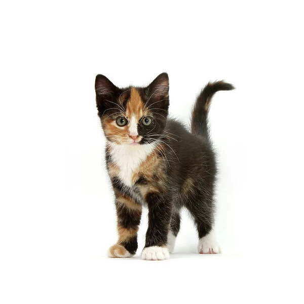 Tortoiseshell kitten, standing, against white background