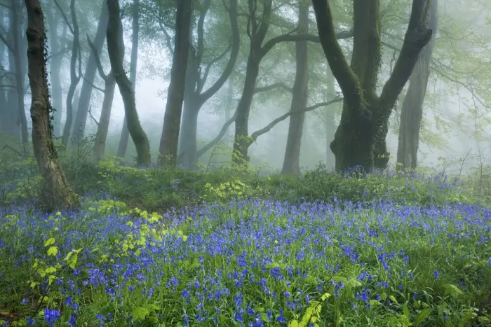 Framed Print : Track through Bluebells (Hyacinthoides non-scripta) in the woods near Minterne Magna Framed Print : Track through Bluebells (Hyacinthoides non-scripta) in the woods near Minterne Magna