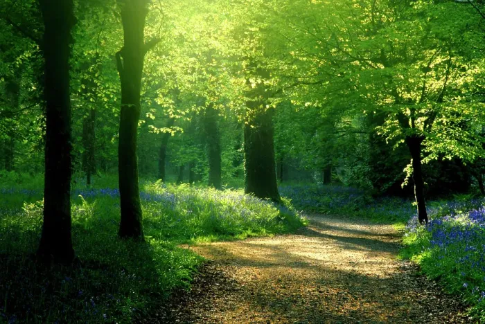 Framed Print : Track leading through Lanhydrock beech woodland with bluebells in spring, Cornwall. UK Framed Print : Track leading through Lanhydrock beech woodland with bluebells in spring, Cornwall. UK