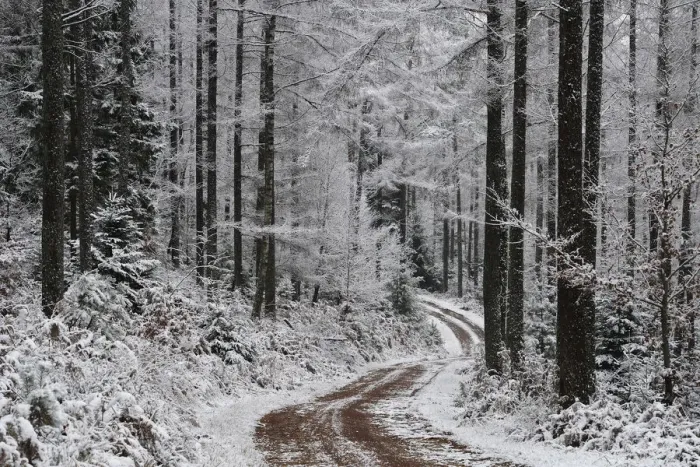 Framed Print : Track / path running through snow covered Larch (Larix sp) forest in winter, Vosges Framed Print : Track / path running through snow covered Larch (Larix sp) forest in winter, Vosges