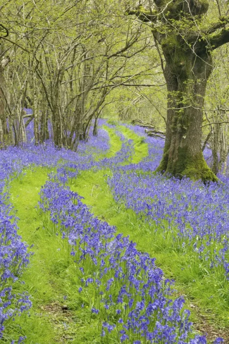 Framed Print : Track running through woodland with Bluebells (Hyacinthoides non-scripta) flowering Framed Print : Track running through woodland with Bluebells (Hyacinthoides non-scripta) flowering