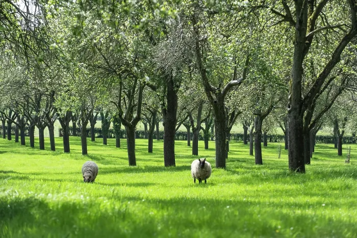 Framed Print : Traditional orchard with standard trees in blossom being grazed by Shropshire sheep, Herefordshire, England, UK. May Framed Print : Traditional orchard with standard trees in blossom being grazed by Shropshire sheep, Herefordshire, England, UK. May