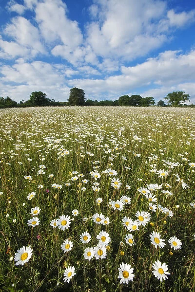 Traditionally managed wildflower meadow with Ox-eye daisy (Leucanthemum vulgare)