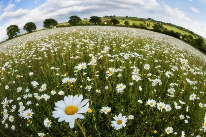 Framed Print : Traditionally managed wildflower meadow with Ox-eye daisy (Leucanthemum vulgare) Framed Print : Traditionally managed wildflower meadow with Ox-eye daisy (Leucanthemum vulgare)