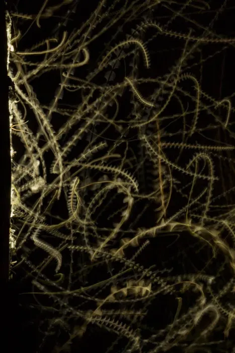 Framed Print : Trails of insects flying in a light at night. Chobe River, North-West District, Botswana