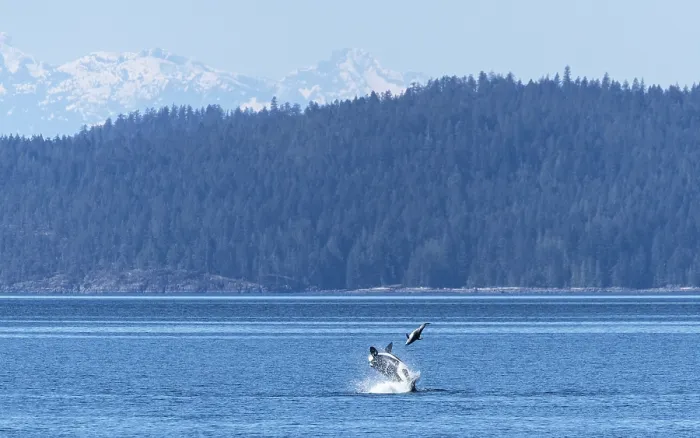Framed Print : Transient  /  Bigg's killer whale (Orcinus rectipinnus) male, hunting a Pacific white sided dolphin (Lagenorhynchus obliquidens)