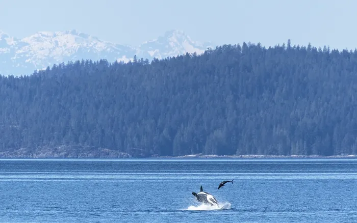 Framed Print : Transient / Bigg's killer whale (Orcinus rectipinnus) male, hunting a Pacific white sided dolphin (Lagenorhynchus obliquidens) Framed Print : Transient / Bigg's killer whale (Orcinus rectipinnus) male, hunting a Pacific white sided dolphin (Lagenorhynchus obliquidens)
