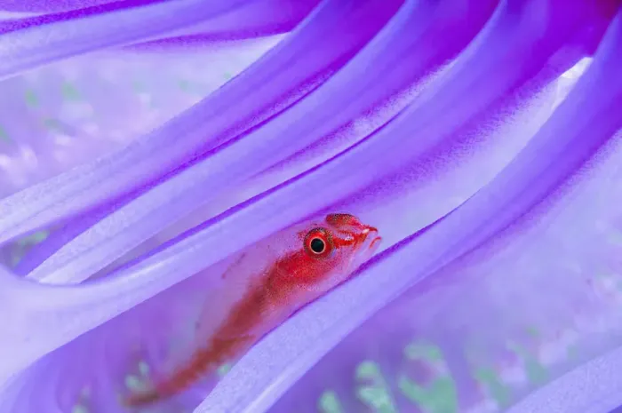 Framed Print : Translucent coral goby (Bryaninops erythrops) in Seapen (Virgularia gustaviana) Framed Print : Translucent coral goby (Bryaninops erythrops) in Seapen (Virgularia gustaviana)
