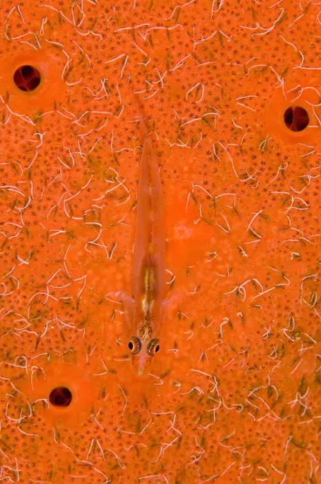 Framed Print : Translucent goby (Bryaninops erythrops) rests on sponge (Pione vastifica) covered in spionid worms Framed Print : Translucent goby (Bryaninops erythrops) rests on sponge (Pione vastifica) covered in spionid worms