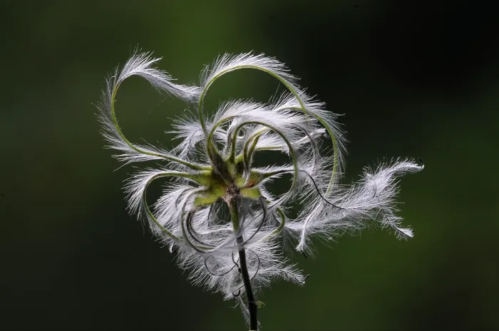 Framed Print : Traveller's joy (Clematis vitalba) seed head, Dorset, England, UK. October. Studio shot Framed Print : Traveller's joy (Clematis vitalba) seed head, Dorset, England, UK. October. Studio shot