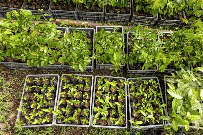 Framed Print : Trays of saplings, Caoba (Swietenia macrophylla), Guanabana (Annona muricata) and Algarrobo (Hymenaea courbaril) ready for planting in reforestation project Framed Print : Trays of saplings, Caoba (Swietenia macrophylla), Guanabana (Annona muricata) and Algarrobo (Hymenaea courbaril) ready for planting in reforestation project