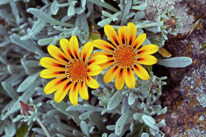 Framed Print : Treasureflower (Gazania rigens) in flower on stone wall, naturalised, St Mary's, Isles of Scilly, UK. May Framed Print : Treasureflower (Gazania rigens) in flower on stone wall, naturalised, St Mary's, Isles of Scilly, UK. May