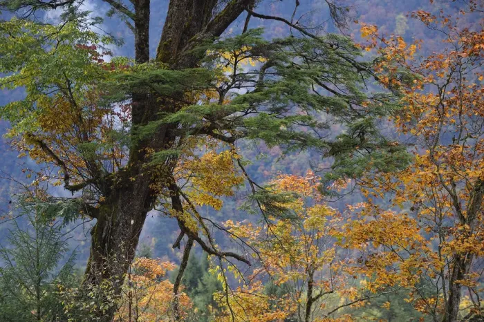 Framed Print : Tree biodiversity in autumn colours, Humid montane mixed forest, Laba He National Nature Reserve Framed Print : Tree biodiversity in autumn colours, Humid montane mixed forest, Laba He National Nature Reserve
