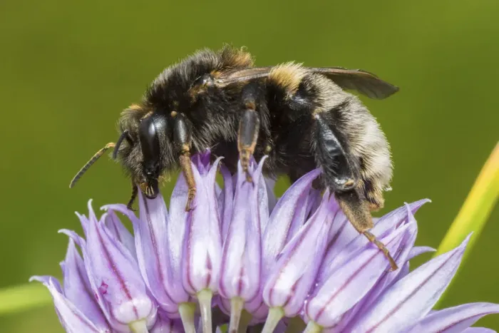 Framed Print : Tree bumblebee (Bombus hypnorum) feeding from Chive (Allium schoenoprasum), Monmouthshire Framed Print : Tree bumblebee (Bombus hypnorum) feeding from Chive (Allium schoenoprasum), Monmouthshire