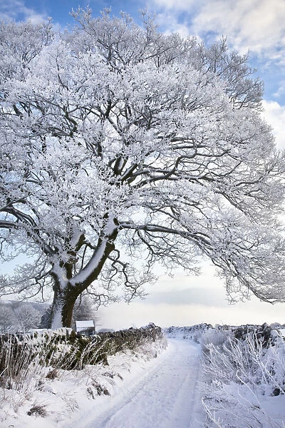Tree coated in hoar frost by country lane near Eyam, Peak District National Park