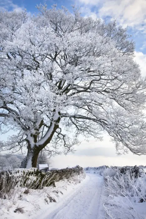 Framed Print : Tree coated in hoar frost by country lane near Eyam, Peak District National Park Framed Print : Tree coated in hoar frost by country lane near Eyam, Peak District National Park