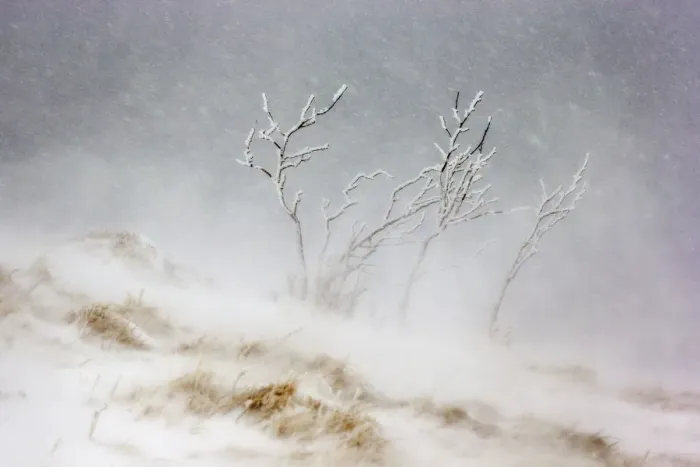 Framed Print : Tree covered in ice and frost during snowfall with heavy wind, Hohneck mountain, Vosges Framed Print : Tree covered in ice and frost during snowfall with heavy wind, Hohneck mountain, Vosges