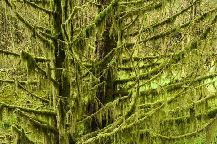 Framed Print : Tree covered in lichen, Glen Brittle, IIsle of Skye, Scotland, UK, September Framed Print : Tree covered in lichen, Glen Brittle, IIsle of Skye, Scotland, UK, September