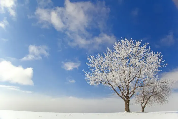 Framed Print : Tree covered with rime ice standing in snow-covered field, aginst blue sky with clouds Framed Print : Tree covered with rime ice standing in snow-covered field, aginst blue sky with clouds