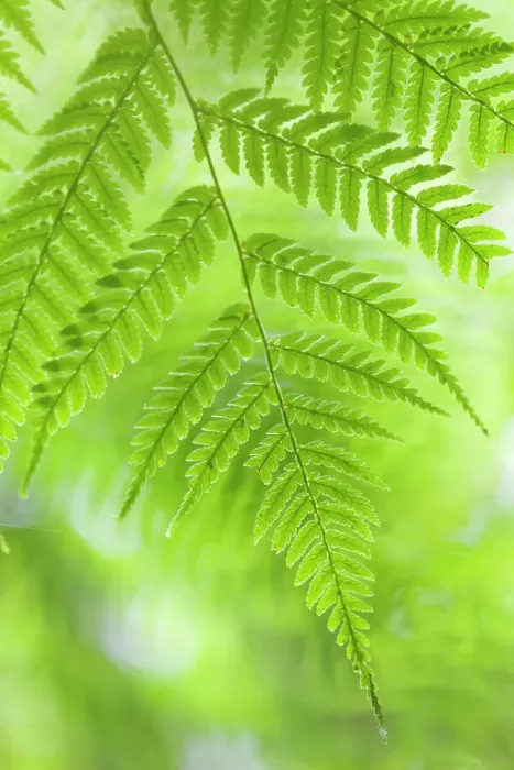 Framed Print : Tree Fern (Cyathea sp.) detail, El Triunfo Biosphere Reserve, Chiapas, southern Mexico, May Framed Print : Tree Fern (Cyathea sp.) detail, El Triunfo Biosphere Reserve, Chiapas, southern Mexico, May