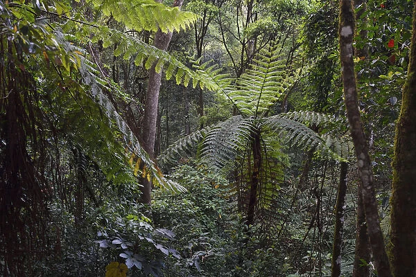 Tree ferns, Cyatheales, and other trees and vegetation in the montane rainforest