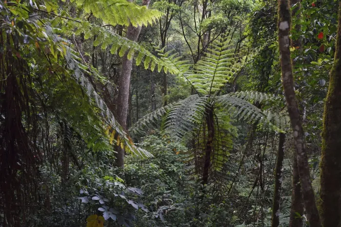Framed Print : Tree ferns, Cyatheales, and other trees and vegetation in the montane rainforest Framed Print : Tree ferns, Cyatheales, and other trees and vegetation in the montane rainforest